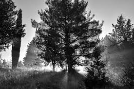 Download black and white landscape stock vectors. Fog Nature Black White Free Photo On Pixabay