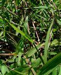 Image result for Urochloa comata