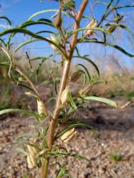 Image result for Anticharis senegalensis