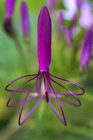 Beautiful Garden Flowers Ekzoticheskie Cvety Neobychnye Cvety Redkie Cvety