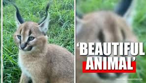 Caracal caracal, от тюркского «қара құлақ» — чёрное ухо), — хищное млекопитающее семейства кошачьих. Video Caracal Beautifully Twitches Ears To Express Emotions Netizens All Hearts