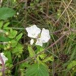 Image result for Jacquemontia paniculata