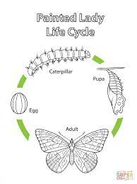 Mosquito control professionals from local government departments or mosquito control districts use this information about mosquito biology and their lif. Get This Printable Coloring Pages Butterfly Life Cycle 9021k
