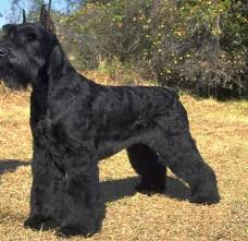Maybe you would like to learn more about one of these? Giant Schnauzers 10 Facts About Those Loyal Imposing Working Dogs