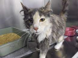 Adopt Sookie On Petfinder Cat Adoption Adoption Humane Society