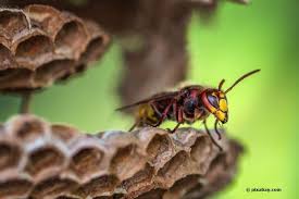 Wespennest entfernen lassen umsiedeln (haus/garten/dach. Hornissen Im Rolladenkasten Was Tun Bei Einem Hornissennest Im Haus