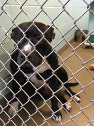 See more ideas about puppies, cute dogs, cute animals. Sherwood Animal Shelter Offering Free Pet Adoptions For Animals That Have Been Sterilized Katv