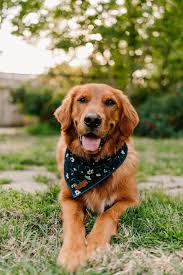 They get along well with children, other dogs, and other the other dog breed in the cross could provide some other traits and variations to this, but your golden retriever mix puppy should have a similar. Pin On Golden Retriever Goldenretriever
