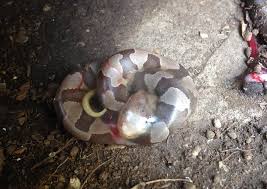 Copperhead snakes are responsible for the most venomous snake bites in the usa. Copperhead Birth Caught On Camera Mass Gov