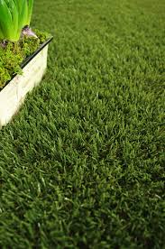 Un Beau Vert Naturel Et Une Fibre Douce Pour Ce Gazon Artificiel Prestige Fabrique En Hollande Facile A Poser Pour Gazon Synthetique Gazon Artificiel Gazon