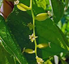 Image result for Dioscorea cotinifolia