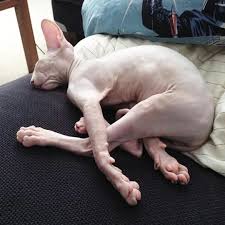 My Cat Princess Tigerbelle Hairless Cat Appreciation Post What Cat Breeds Hairless Cat Sphynx Cat