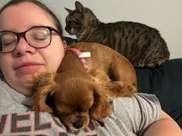 New cavalier king charles spaniel puppy