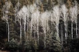 Aspen trees in the snow in early winter time. Aspen Trees Colorado Landscape Photography Prints Agedpage Photography