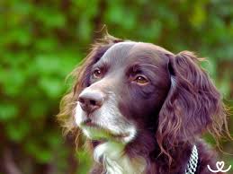 Image result for Malý münsterlandský ohař