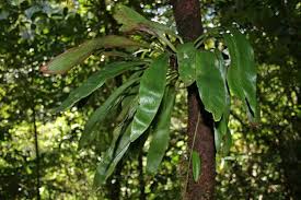 Image result for Antrophyum mannianum