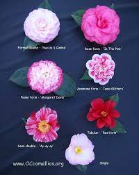 Types Of Camellias Flowers Camellia Flower Garden Boxes