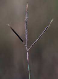 Image result for Dichanthium annulatum