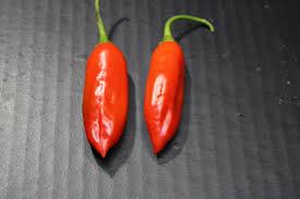 Image result for Capsicum baccatum