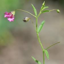 Image result for Hermannia kirkii