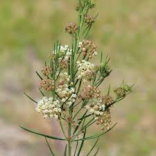 Image result for Asclepias foliosa