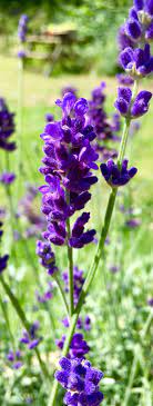 Lovely Beautiful Lavender One Of Our Most Popular Fragrances Purple Flowers Garden Flower Landscape Lavender Garden