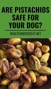 Are Pistachios Safe For Your Dog Everything You Need To Know Dog Nutrition Can Dogs Eat Pistachio