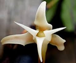 Image result for Cyrtorchis neglecta