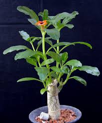 Image result for Pterodiscus aurantiacus