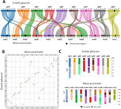 Image result for Ensete gilletii