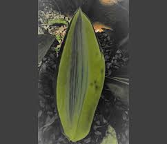 Sanseviera Masoniana Variegated Mason S Congo Sacred Garden Frangipanis
