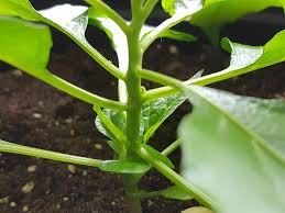 To create a vinegar spray that works on garden insects, combine three parts of water with one part vinegar in a spray bottle and add half a teaspoon you can protect the plants suffering from fungus and mold; Help Aphids On My Reaper Tried Garlic And Spraying Water Mixed With Vinegar Already Other Tips Hotpeppers