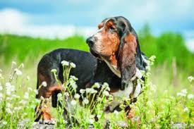 All the pictures on the website are actually our basset hounds (or some of our previous basset hound puppies). Basset Hound Dog Breed Profile Petfinder