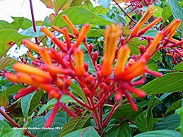 Natives, planted in the right ground can easily bloom with little care. Firebush Scarlet Live Plant Shrub Hamelia Patens Florida Native Orange Red Flowers Attract Hummingbirds Starter Size 4 Inch Pot Emerald Tm How To Attract Hummingbirds Plants Perennial Shrubs