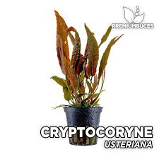 Cryptocoryne usteriana is one of the most popular crypt. Cryptocoryne Usteriana Premium Buces
