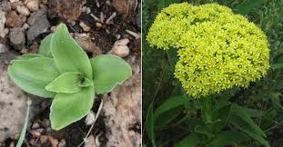 Image result for Crassula vaginata