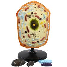 Dec 12, 2004 · anatomy of the animal cell. Biological Teaching Aids Plastic Animal Cell Structure Model Buy Animal Anatomical Model Animal Cell Model Teaching Model For Biology Product On Alibaba Com