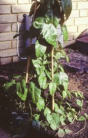 Image result for Vitaceae