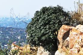 Image result for Englerophytum magalismontanum