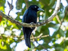 Image result for Vangueria cinerascens