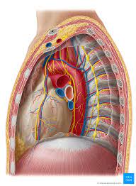 The thorax is organised into a few compartments and the big one that contains almost all of the interesting stuff is the mediastinum. Mediastinum Definition Anatomy Borders And Contents Kenhub