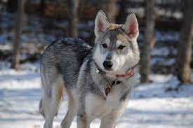 Find a tamaskan puppy from reputable breeders near you in california. Pin On Dodje Daniel Wollin