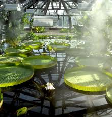 Adresse, öffnungszeiten, eintrittspreise, führungen und veranstaltungen und und beliebter hochzeitsort. Botanischer Garten Berlin Ausflug Mit Kind Himbeer