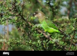 Image result for Parochetus africanus