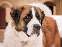 Maybe you would like to learn more about one of these? Saint Pyrenees Great Pyrenees St Bernard Mix Info Pics Facts