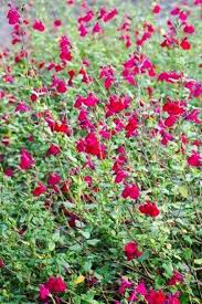 Image result for Sebaea microphylla