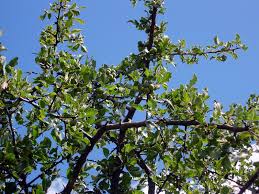 Image result for Commiphora africana