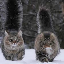 Winter Is Coming Mainecooncats Cats Cute Cats Beautiful Cats