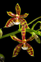 Image result for Kotschya recurvifolia