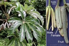 Image result for Cecropia pachystachya